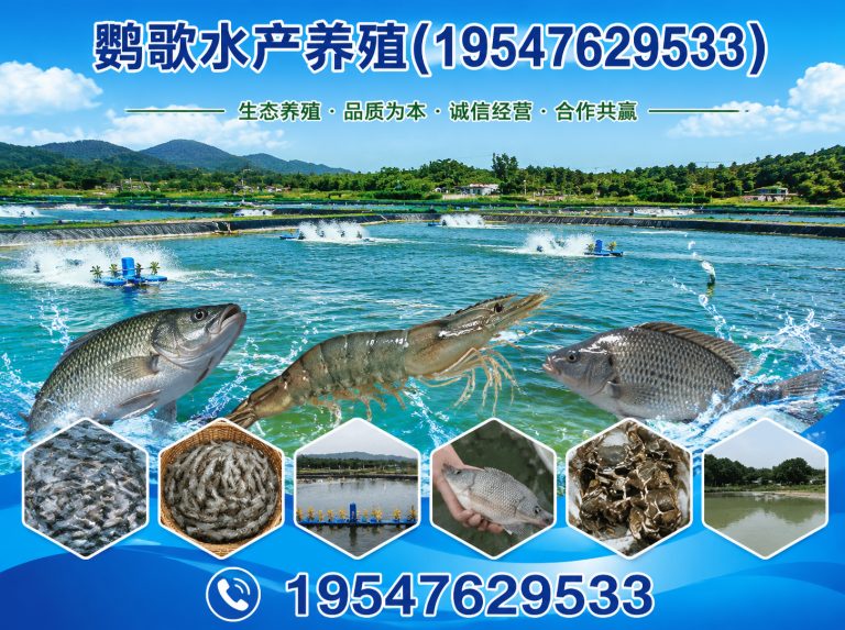 四川非洲灰鹦鹉展示图