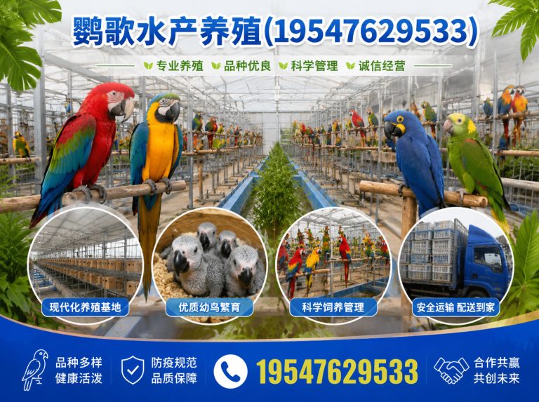 四川西南鹦鹉品牌展示图
