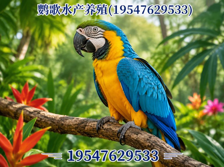 四川成都鹦鹉销售展示图